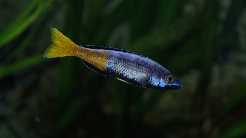 Cyprichromis sp. 'brilliant jumbo' (Speckleback Moba)